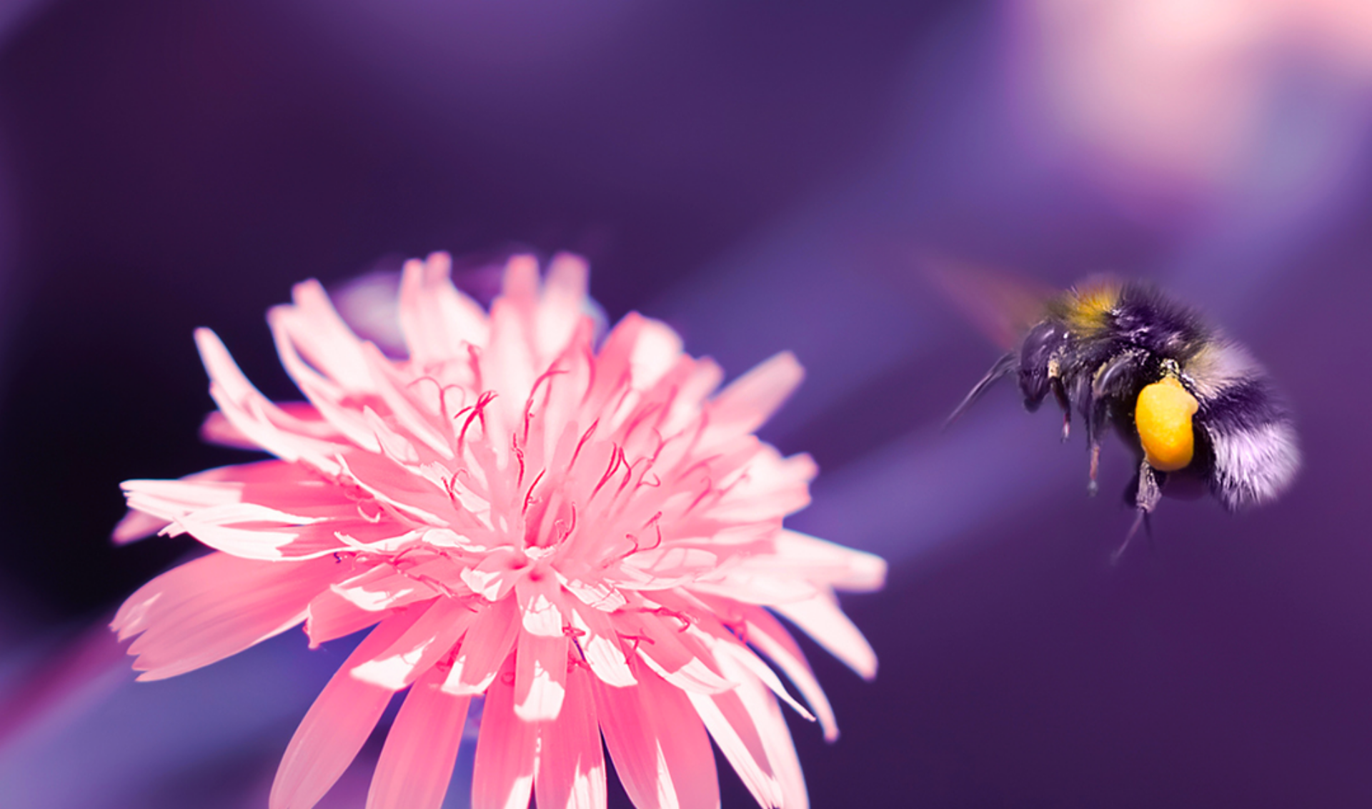 A bee gracefully hovers above a vibrant pink flower, showcasing nature's beauty and pollination in action.