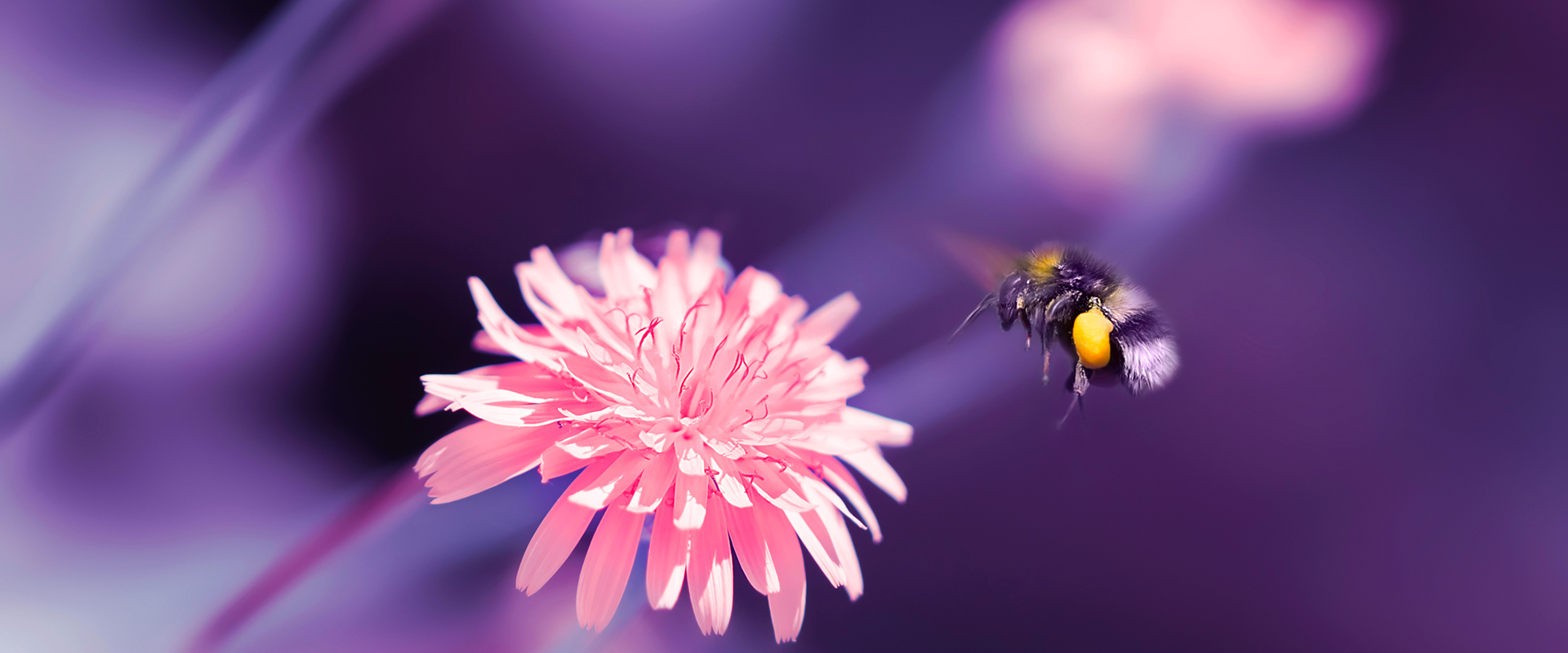 A bee gracefully hovers above a vibrant pink flower, showcasing nature's beauty and pollination in action.