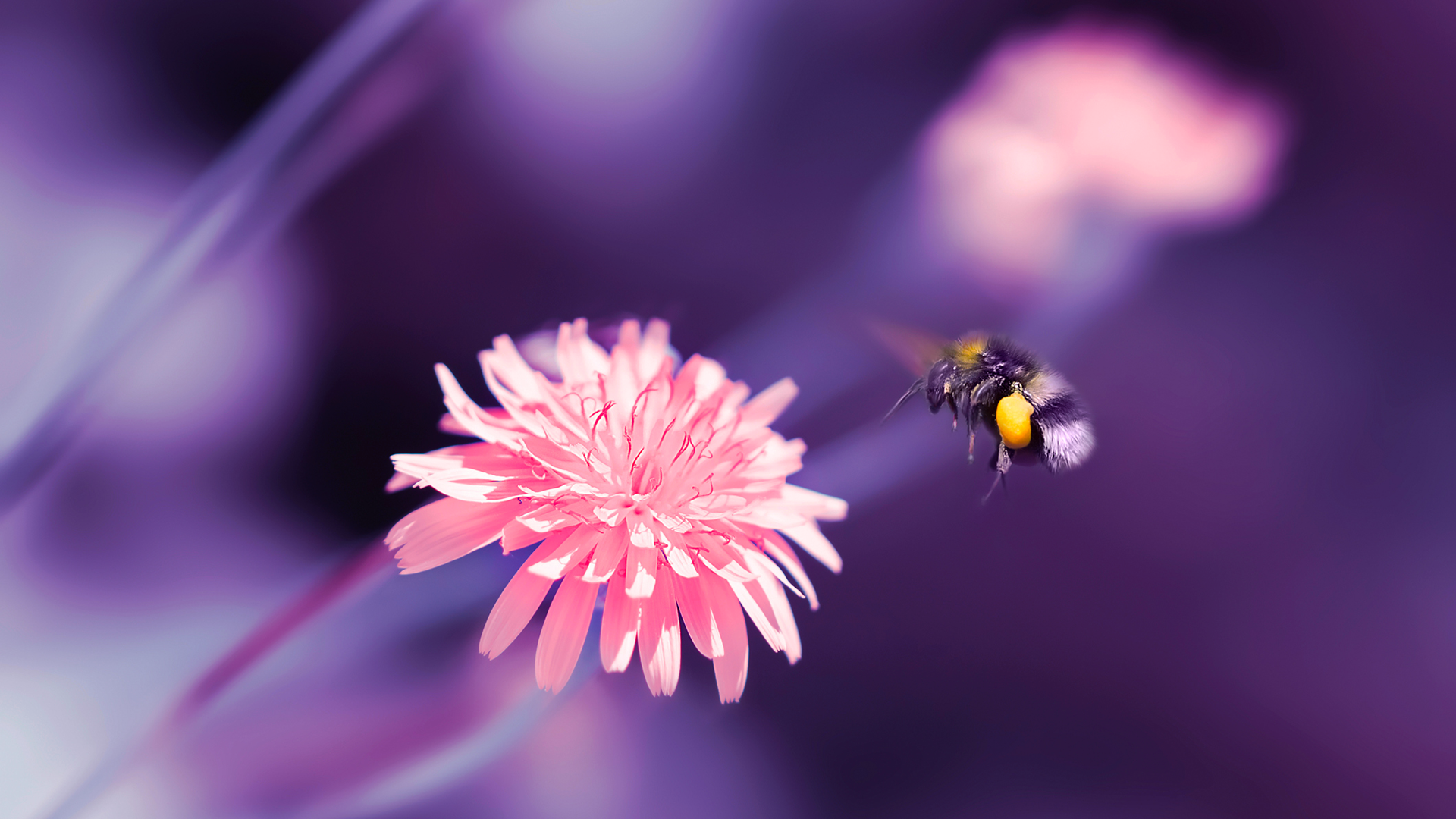 A bee gracefully hovers above a vibrant pink flower, showcasing nature's beauty and pollination in action.