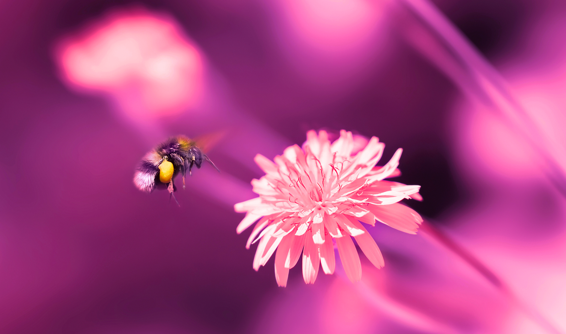 A bee hovers above vibrant purple flowers, illuminated by the warm glow of the sun in the background.