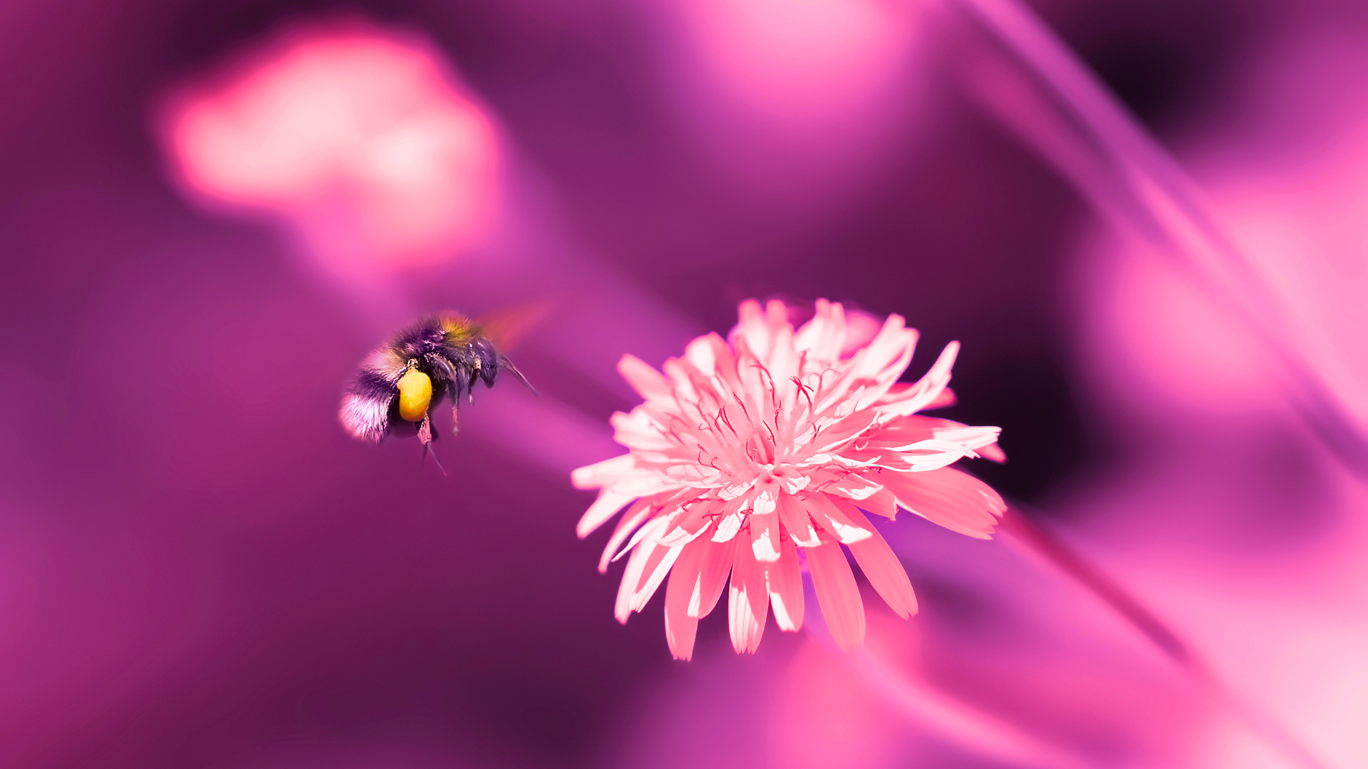 A bee hovers above vibrant purple flowers, illuminated by the warm glow of the sun in the background.
